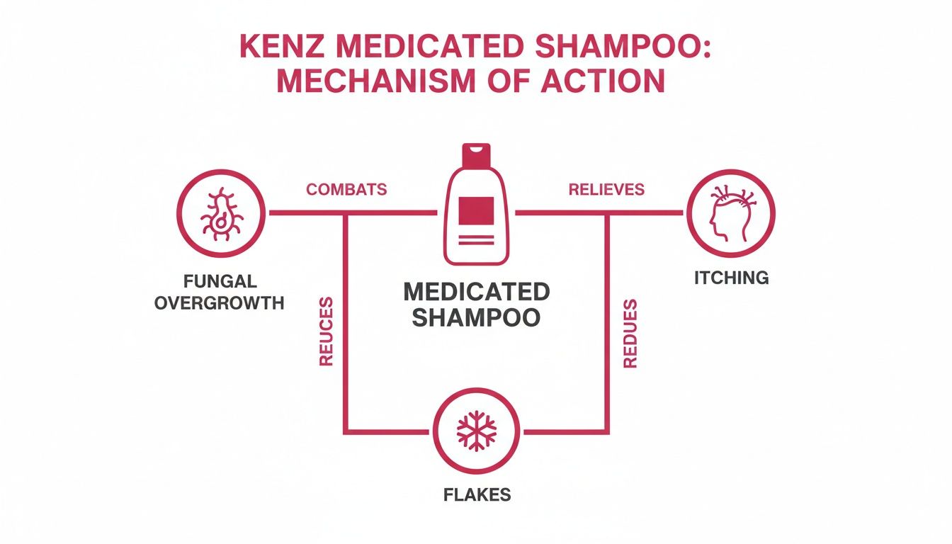 Diagram illustrating Kenz Medicated Shampoo's mechanism, combating fungal overgrowth, relieving itching, and reducing flakes.